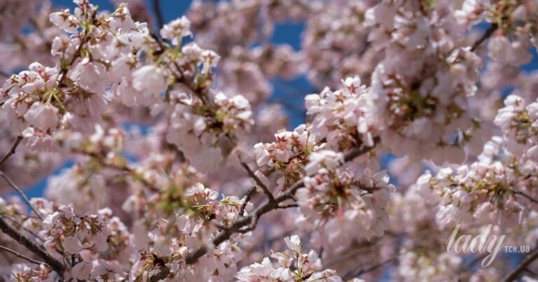 Фото для новини:Квітень 2026: що буде з тарифами, виплатами переселенцям та пенсіями