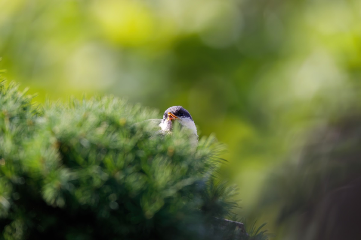 Фото для новини:Свята 20 березня 2026: факти, традиції, прикмети