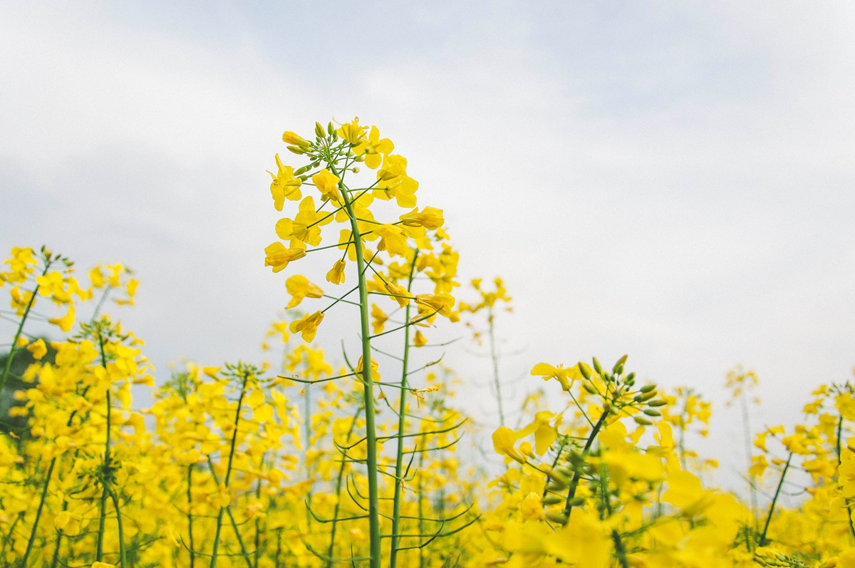 Фото для новини:Україна може збільшити посіви ріпаку через війну в Ірані