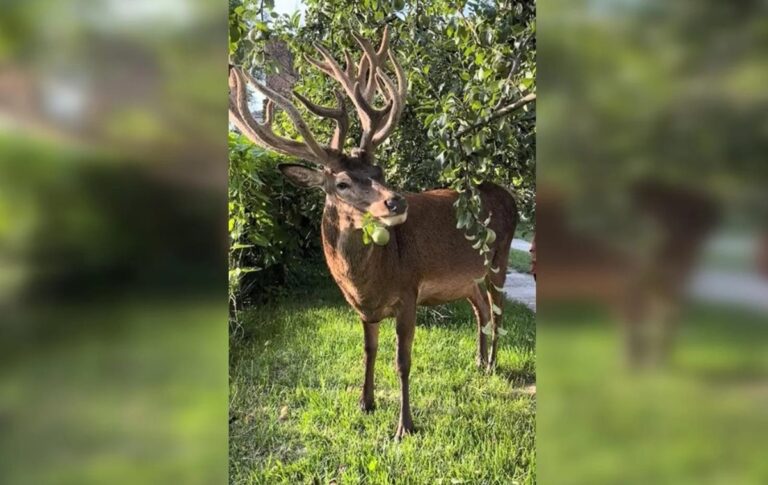 Фото для новини:Відомого оленя Бориса з Рівненщини збила машина