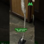 Фото для новини:Як перевозити саджанці у столичному метро: правила