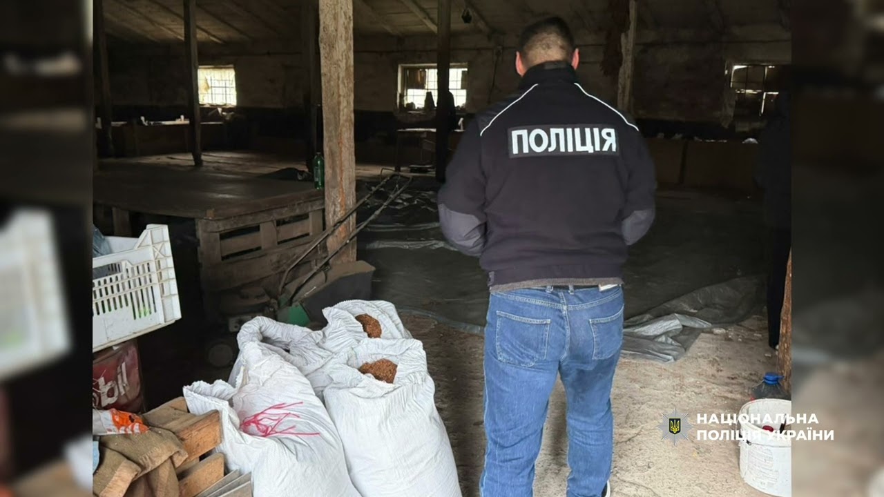 Фото для новини:Від поля до «чорного» ринку: ДСР Нацоліції ліквідував незаконний канал постачання тютюну