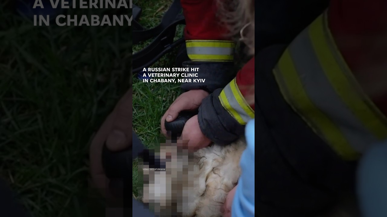 Фото для новини:A Russian strike hit a veterinary clinic