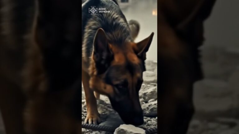 Фото для новини:Там, де панує тиша, кінологи шукають слід життя.