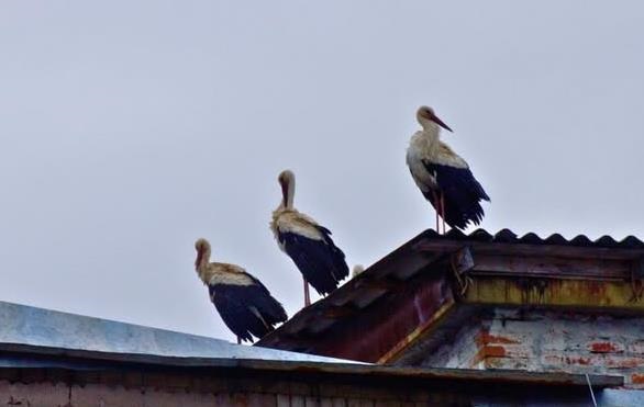 Фото для новини:Білі лелеки повернулися до Чорнобиля після 20 років
