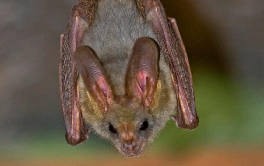 Фото для новини:Коронавірус кажанів мутує для нових спроб зараження людей - вчені