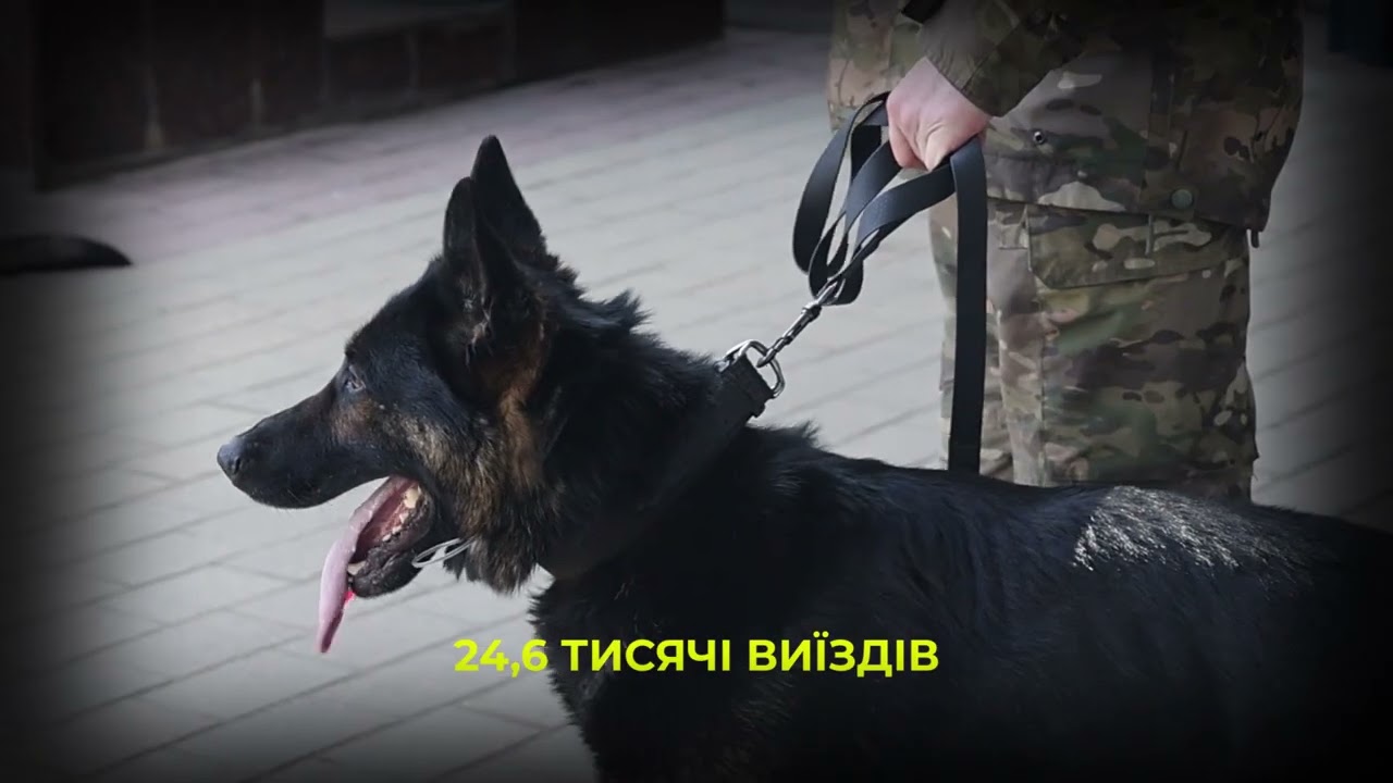 Фото для новини:Майже 900 службових собак: як працює кінологічна служба Нацполіції