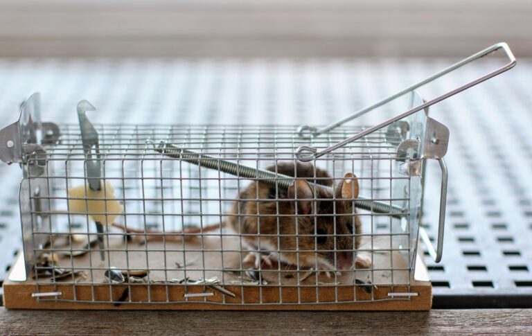 Фото для новини:Миша перехитрила господаря і втекла з пасткою: курйозні кадри