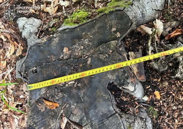 Фото для новини:На Прикарпатті вивлено незаконну рубку дерев майже 387 млн грн