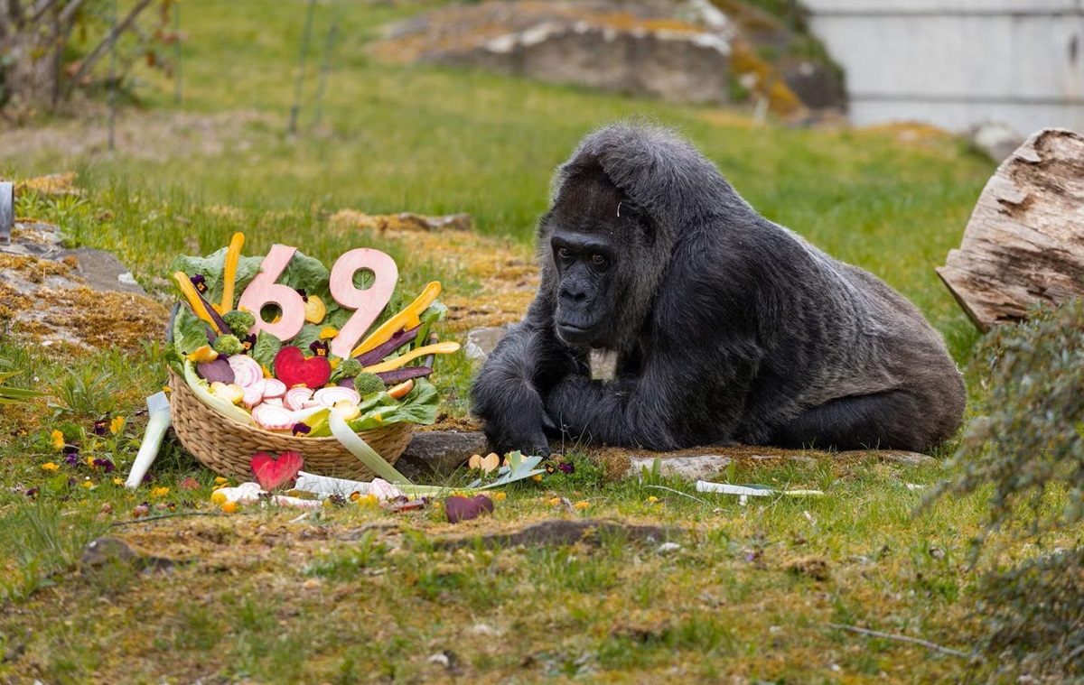 Фото для новини:Найстаріша горила світу відсвяткувала 69-річчя