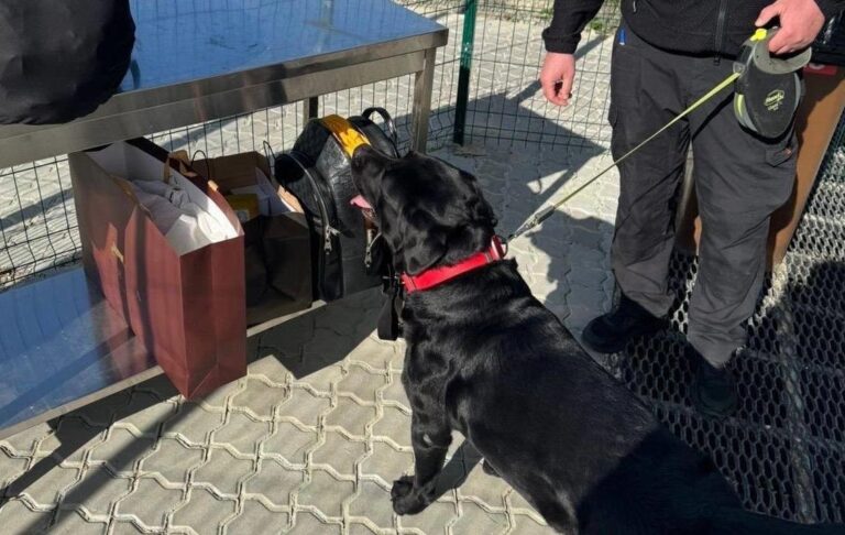 Фото для новини:Службовий пес допоміг знайти близько 4 млн у багажі жительки Закарпаття