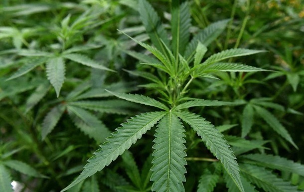 Фото для новини:У Болгарії викрили підземну плантацію канабісу