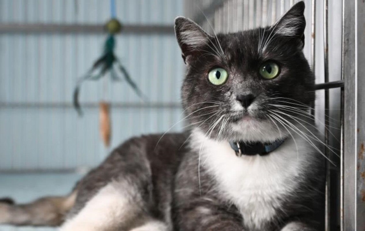 Фото для новини:У Львові в тестовому режимі запрацював Банк крові для котів