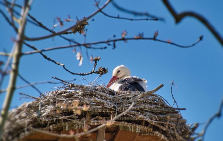 Фото для новини:У знаменитих лелек Грицика і Одарки поповнення