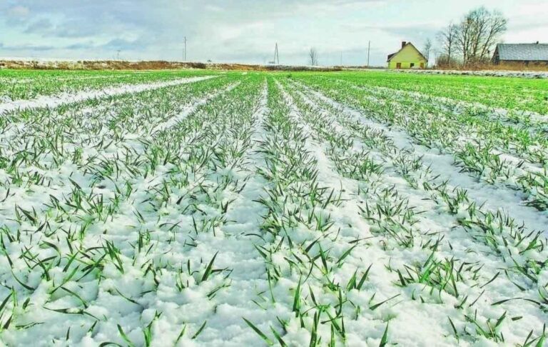 Фото для новини:Урожай 2026: чи не виморозила зима наши поля і сади