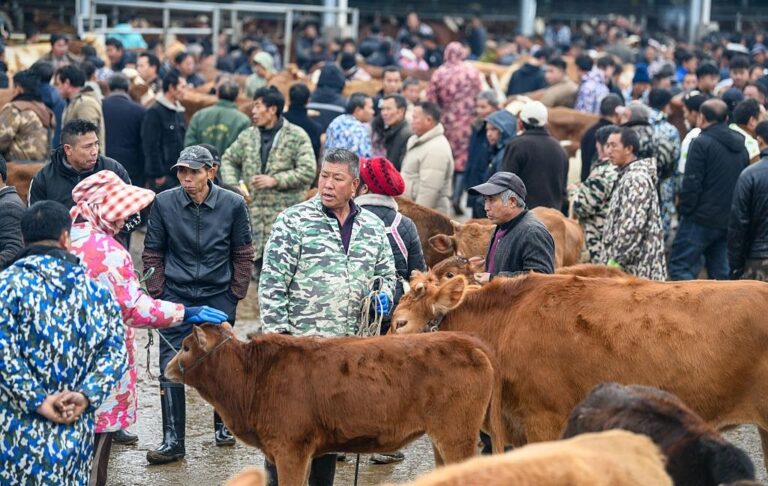 Фото для новини:В Китаї на кордоні з Росією виявили спалах ящуру