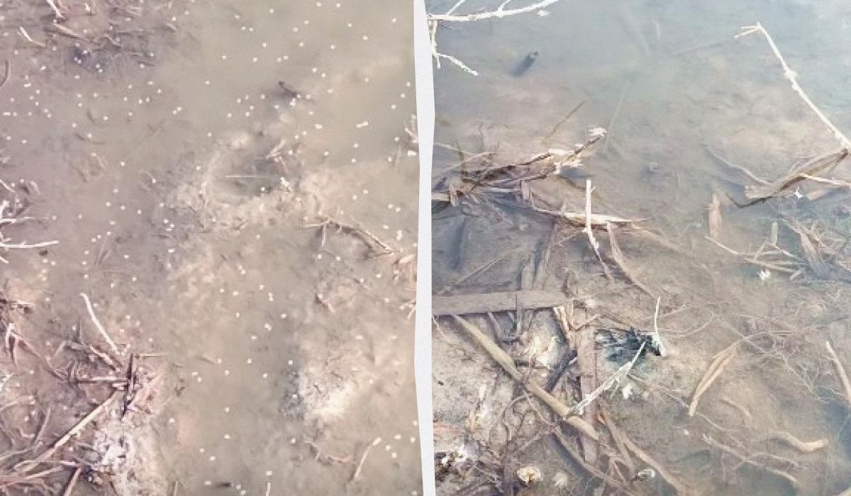 Фото для новини:В Одеській області зафіксовано мільярди комарів