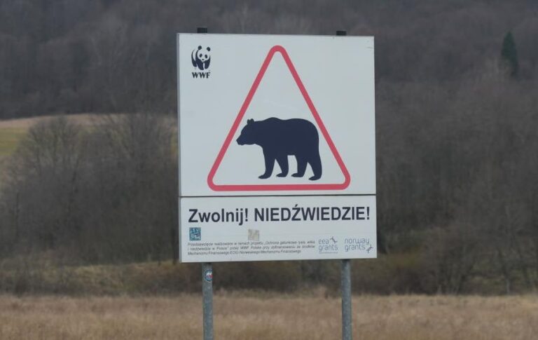 Фото для новини:В Польщі на кордоні з Україну ведмідь загриз жінку