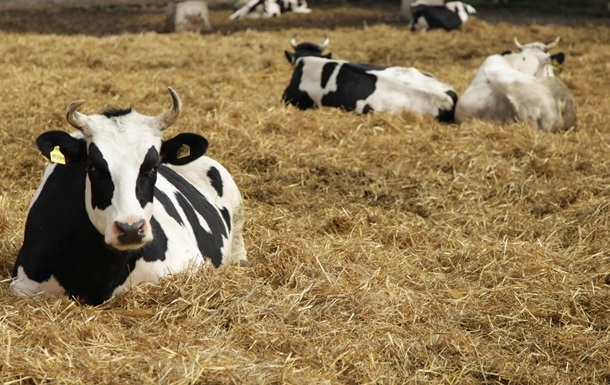 Фото для новини:В Україні заявили про ризик поширення ящуру з Росії