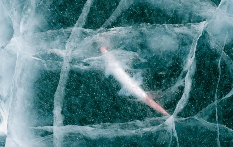 Фото для новини:Вчені оживили 24-тисячолітню істоту: вона знову почала розмножуватись