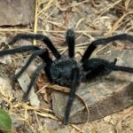 Фото для новини:Вчені відкрили новий вид тарантулів
