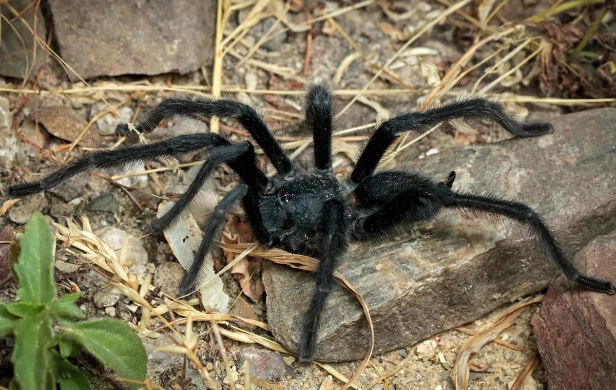 Фото для новини:Вчені відкрили новий вид тарантулів