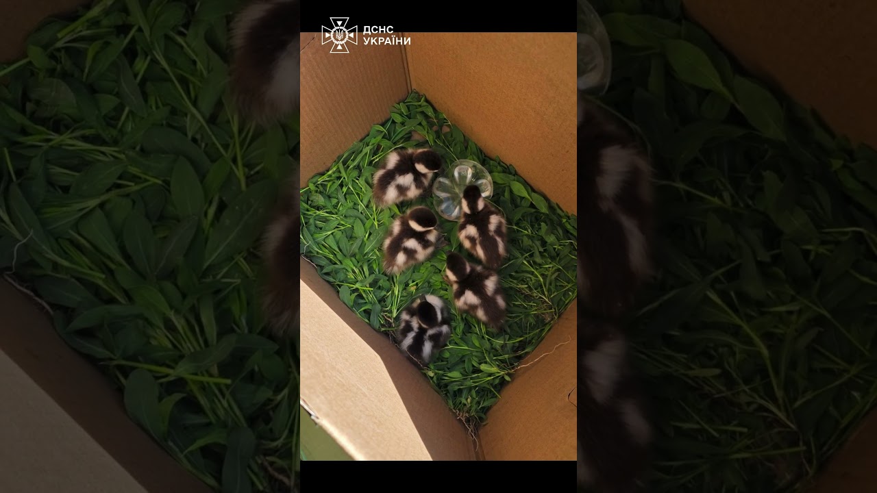 Фото для новини:5 пухнастих екстремалів нарешті знайшли маму 🦆❤️
