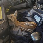 Фото для новини:Надзвичайники Київщини врятували двох оленят