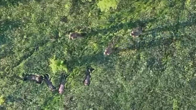 Фото для новини:Прикордонники за допомогою БПЛА взяли у полон чотирьох військових РФ