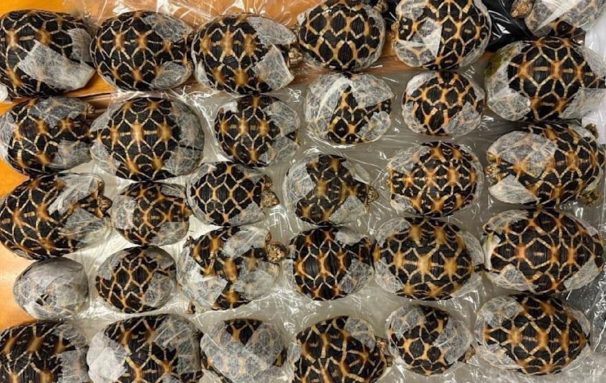Фото для новини:У Таїланді бортпровідниця перевозила під одягом 30 черепах