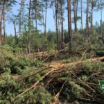 Фото для новини:Бурелом знищив понад 400 гектарів лісу на Рівненщині та Волині