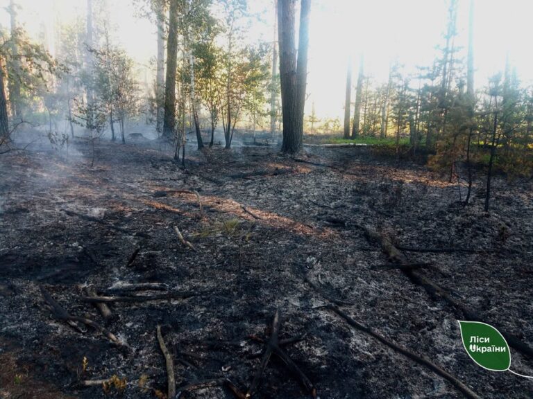 Фото для новини:На Житомирщині російські дрони спричинили п’ять лісових пожеж