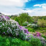 Фото для новини:У Києві зафіксували три температурні рекорди у травні
