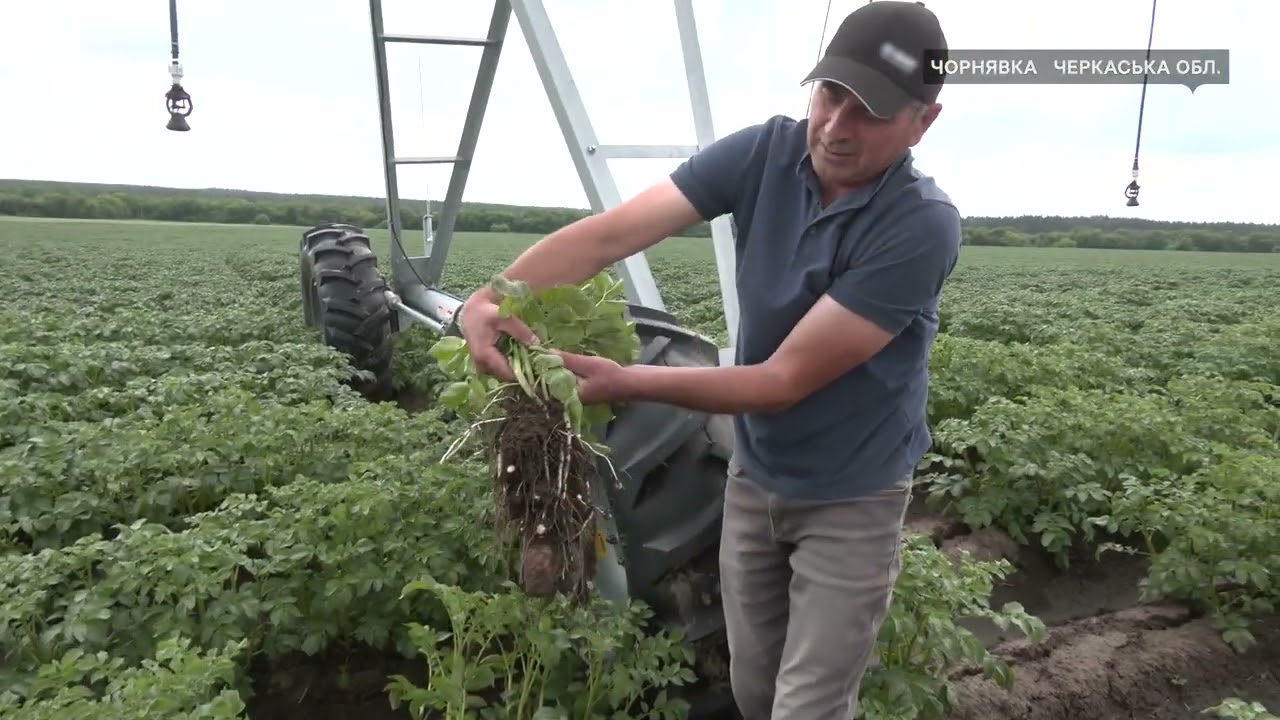 Фото для новини:Картопля на зрошенні: як на Черкащині вирощують чипсові сорти в умовах дефіциту вологи