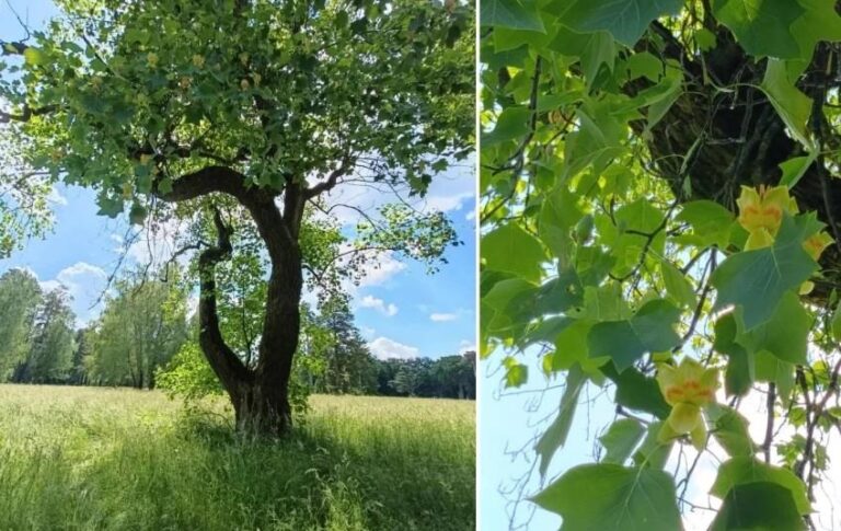 Фото для новини:В Україні зацвіло рідкісне тюльпанове дерево