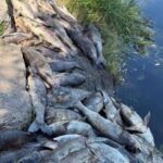 Фото для новини:Мор риби під Києвом: Ткаченко розповів про можливе забруднення
