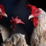 Фото для новини:Росіян зобов'язали маркувати курей і звітувати про поголів'я