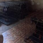 Фото для новини:Виснажені та голодні: у Києві в антисанітарних умовах тримали 30 доберманів