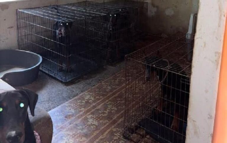 Фото для новини:Виснажені та голодні: у Києві в антисанітарних умовах тримали 30 доберманів
